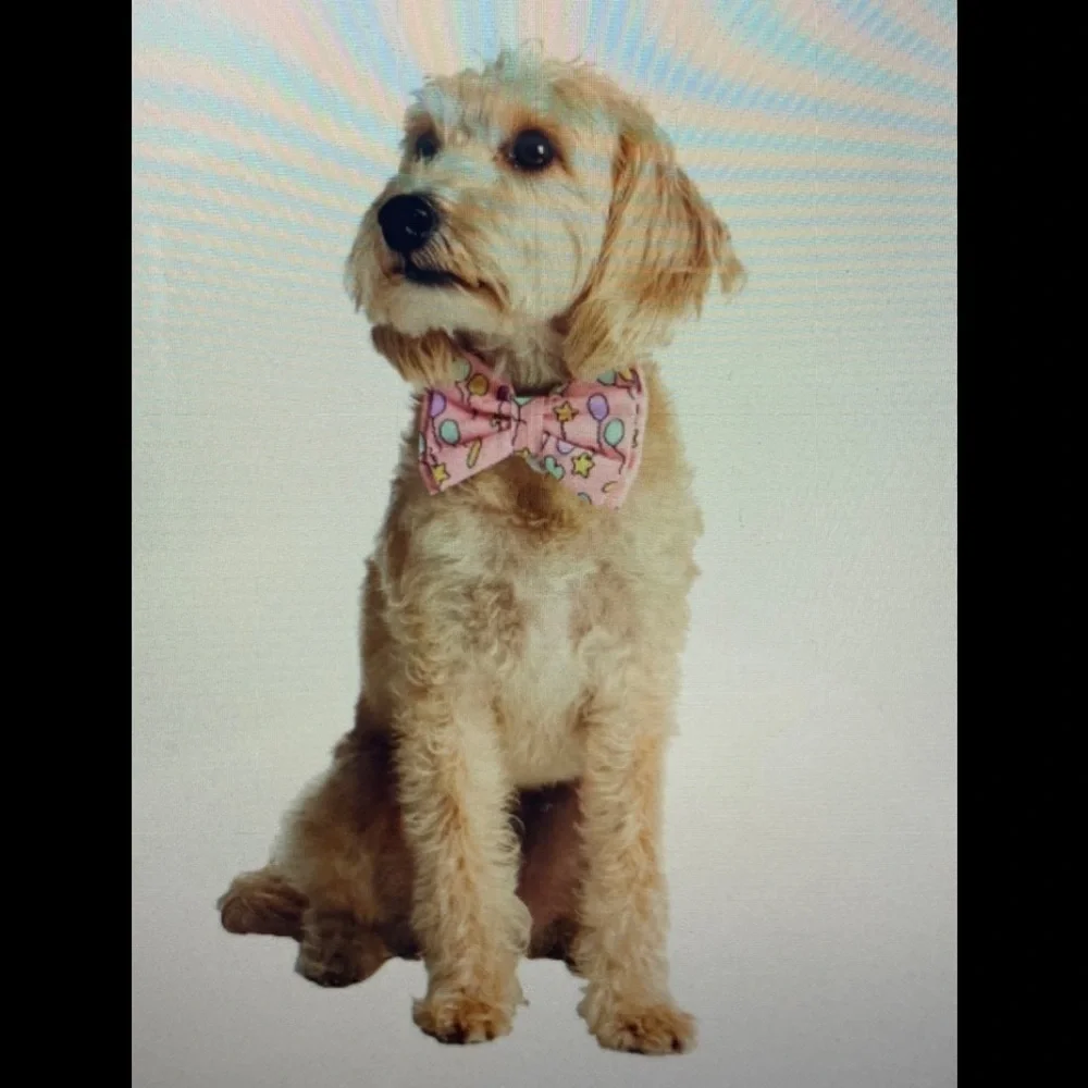 Hotel Doggy Birthday Bow Tie OS Balloons Woof Blue Pet Bow Tie NWT NEW